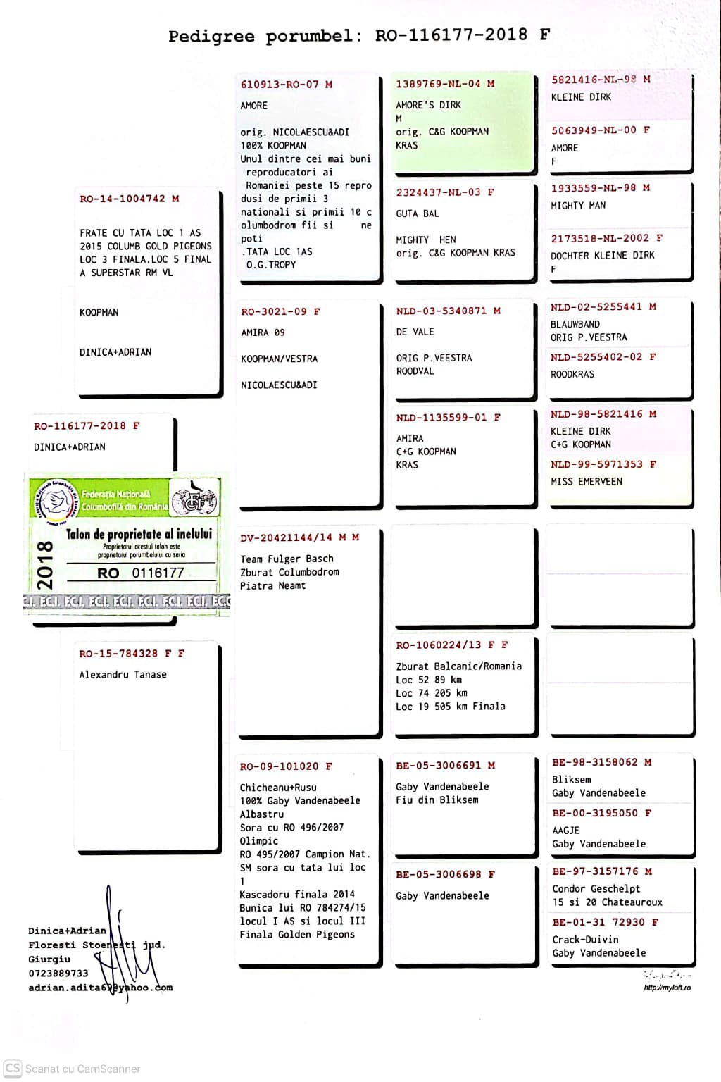 116177-18 F orig. Dinica + Adrian, linie Amore's Dirck, Amira