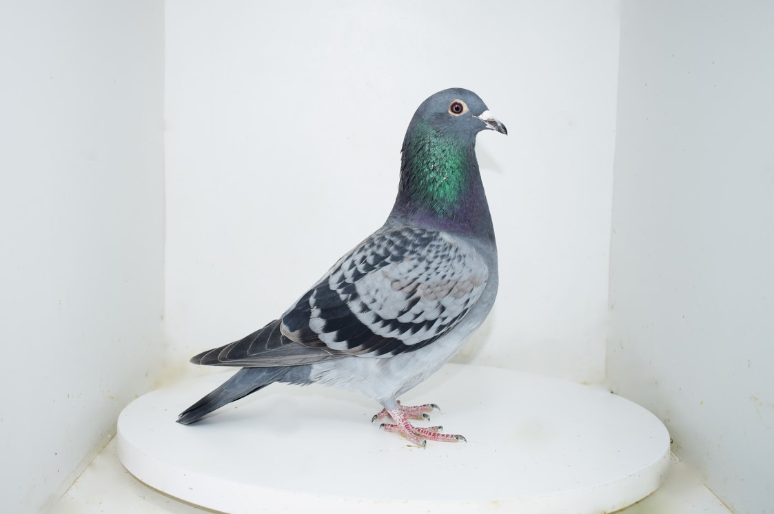 2320-25 frate / sora loc 9 AS 3 Fonduri Five Star Golden Loft