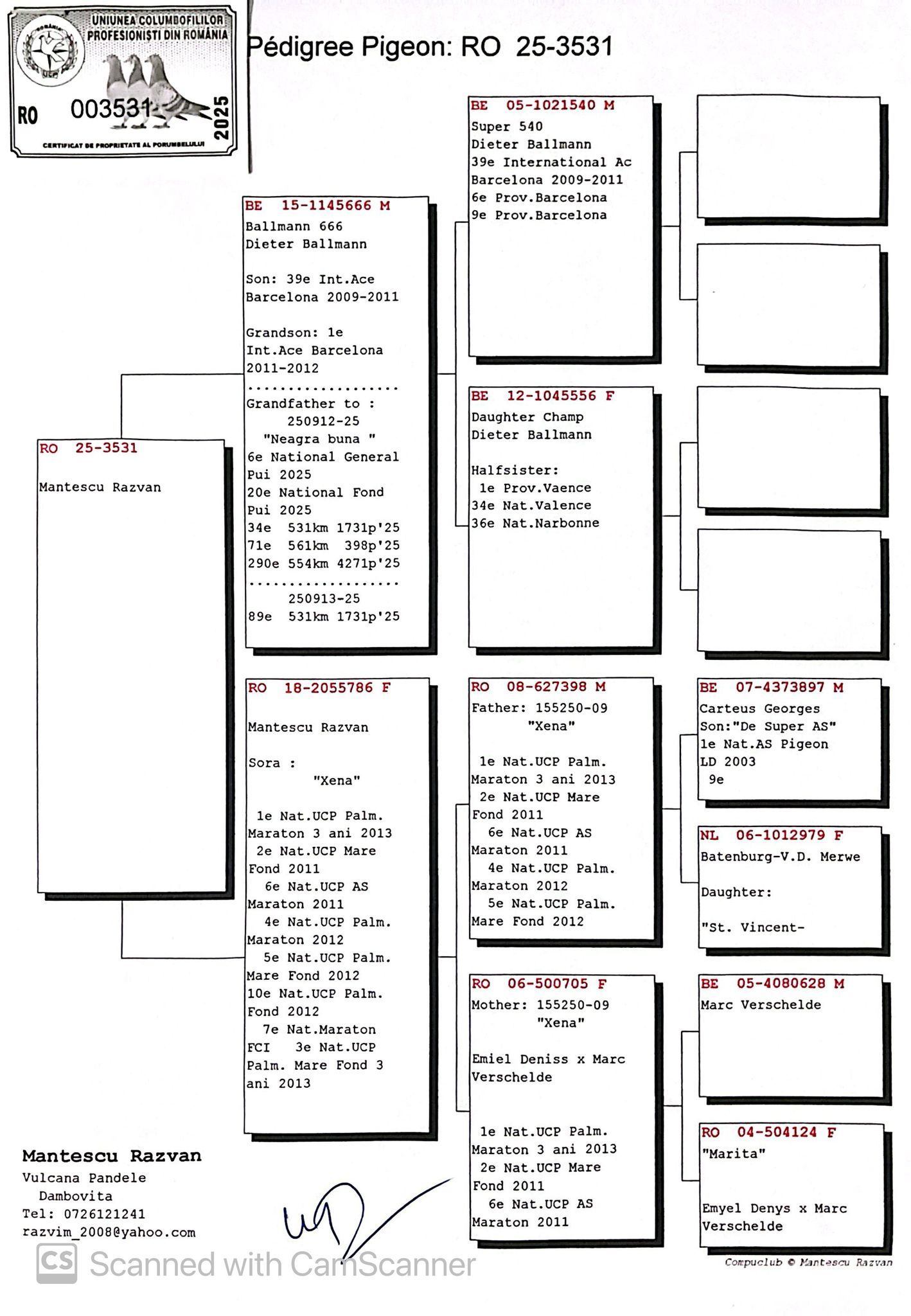 3531-25 nepot Xena, zburatoare si reproducatoare de TOP!