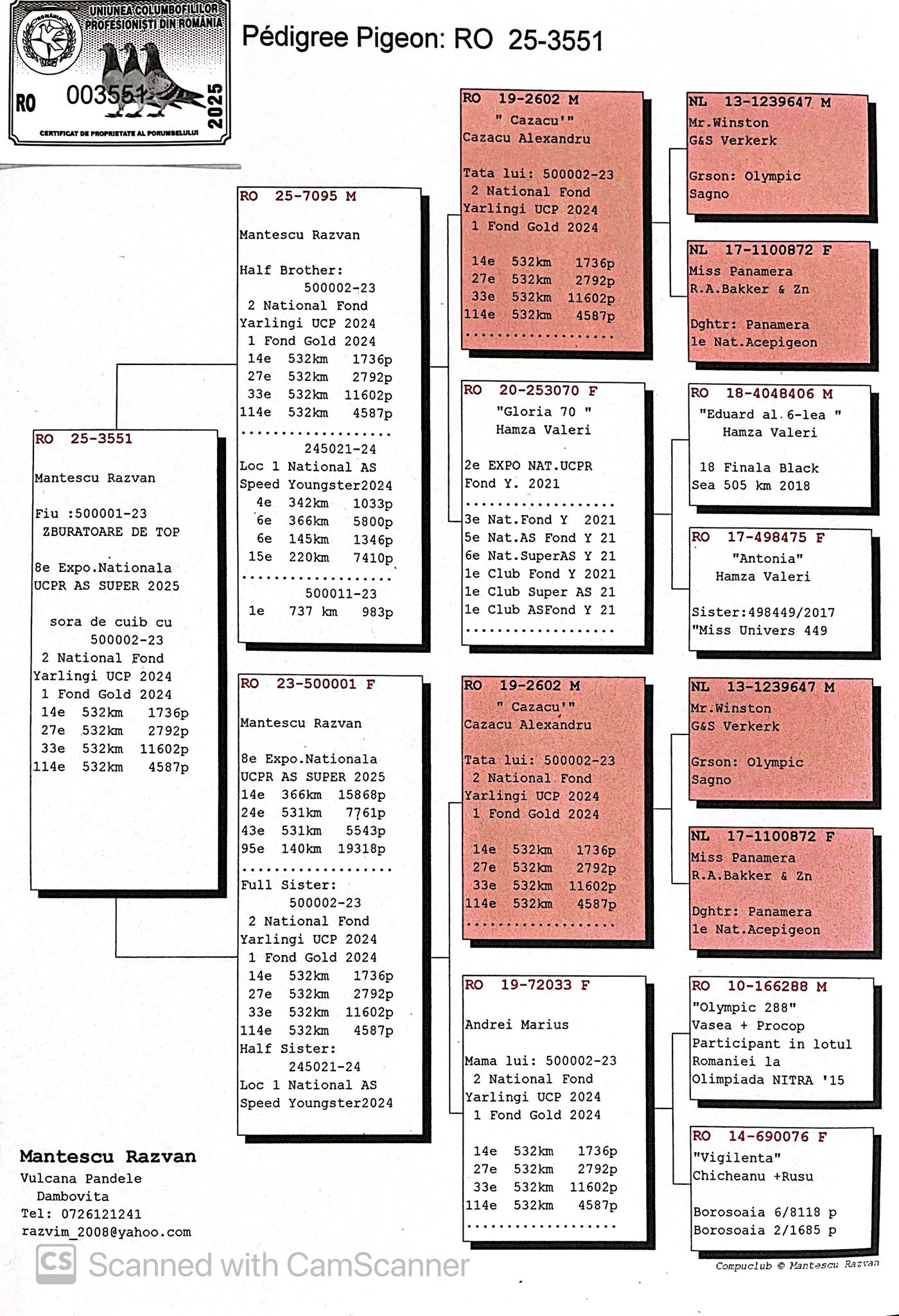 3551-25 fiica 500001 zburatoare de Top, consangvina pe tata la 2 Campioni Nat.