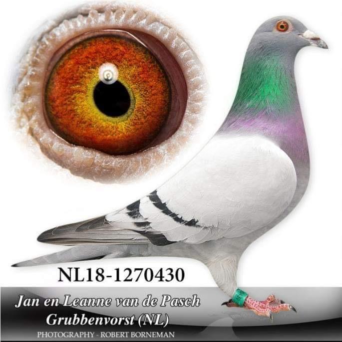 930949-25 semi-frate loc 12 National AS 2025, loc 19 National General 2025