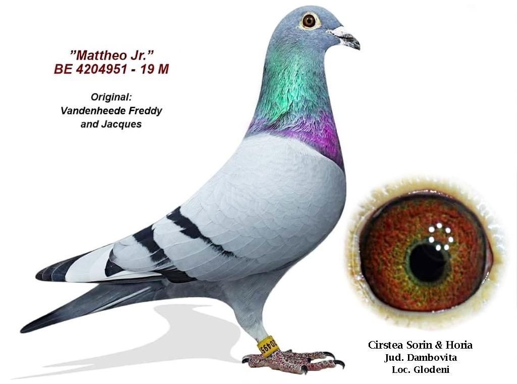 930962-25 nepoata Norocoasa, loc 2 Expo. UCPR viteza Y. 2019