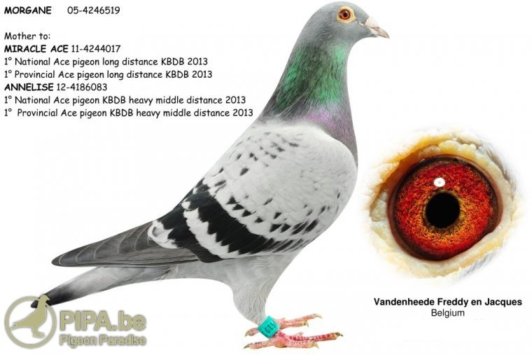 BE-4084349-19 F orig. Vandenheede Freddy & Jacques