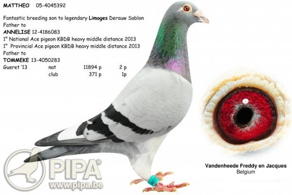 BE-4107812-20 M orig. Cosmin Mihalcioiu, 100% Vandenheede F&J
