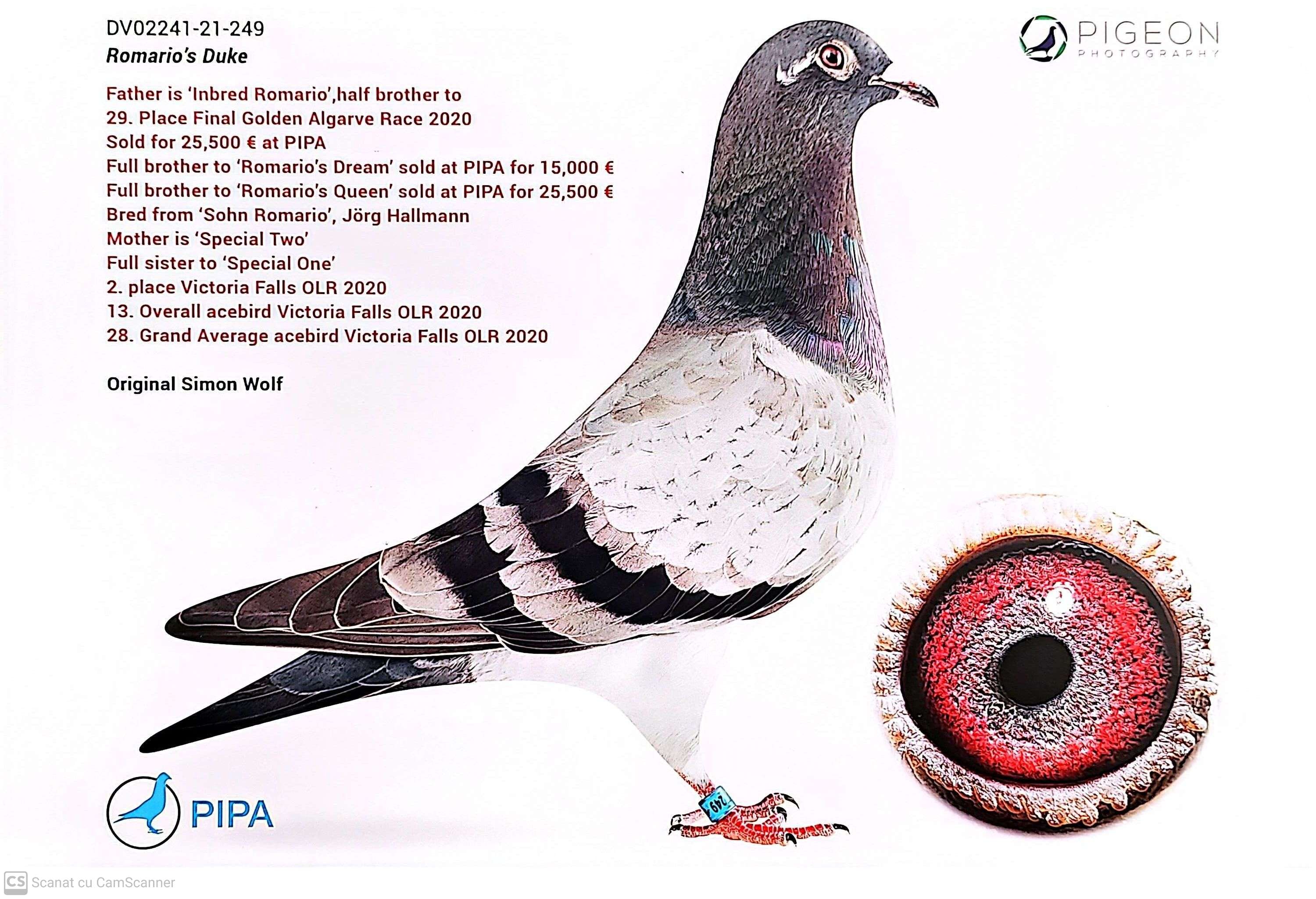 DV 2241-21-249 F orig. Simon Wolf, nepoata loc 2 Victoria Falls OLR  2022, linie Romario