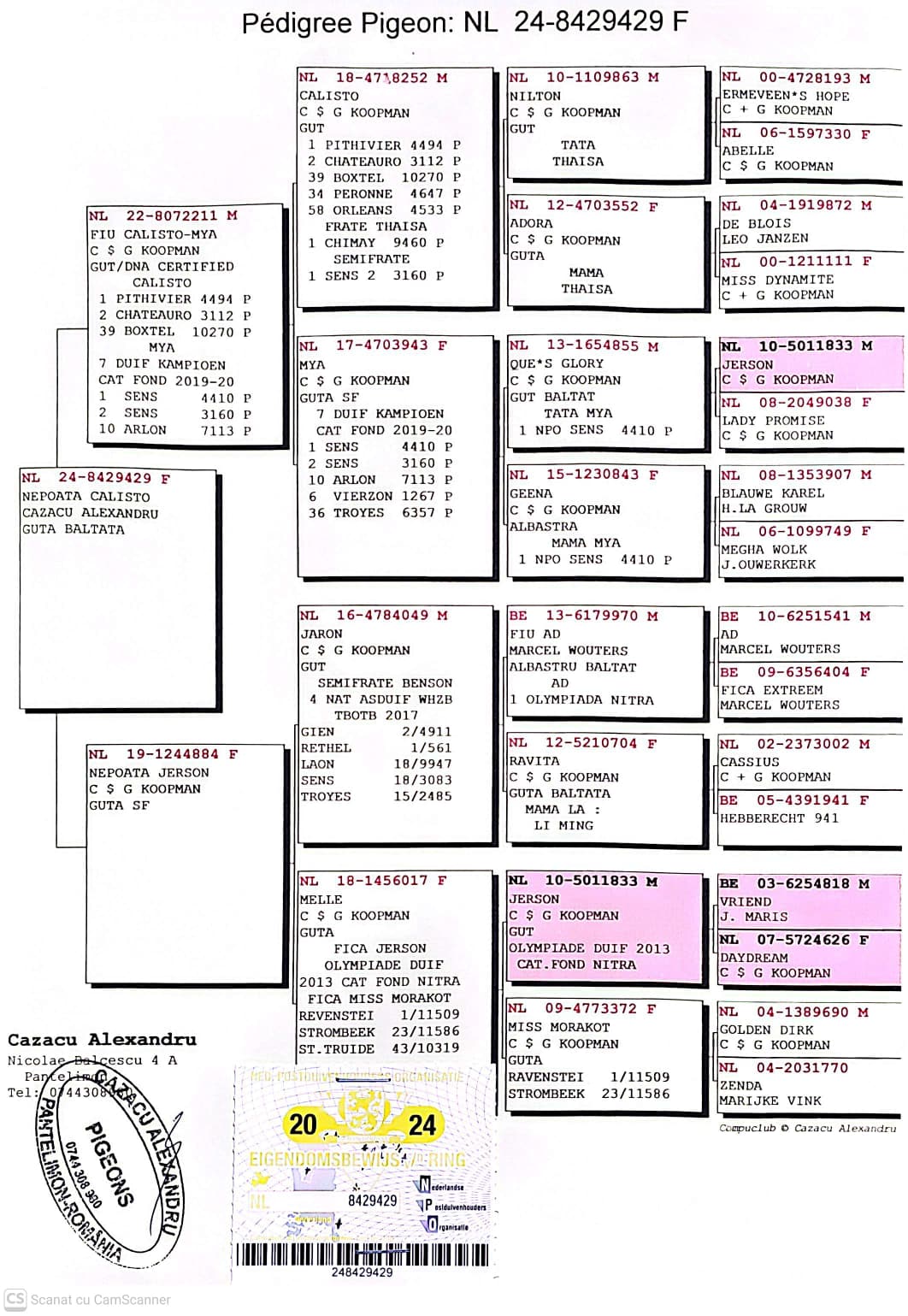 NL 8429429-24 F orig. Cazacu Alexandru, nepoata Calisto, loc 1 Pithivier 4.494p