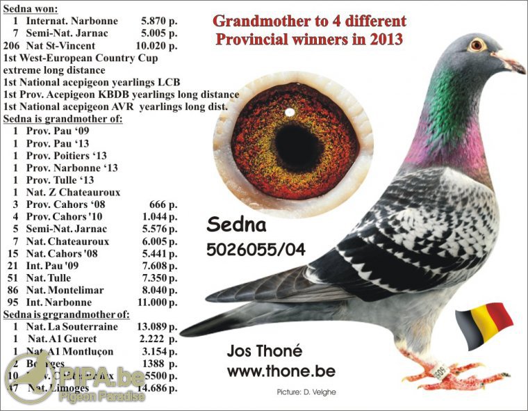 RO 2665-21 M Vandenheede x Thone
